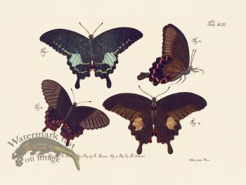 Jablonsky Butterfly 014
